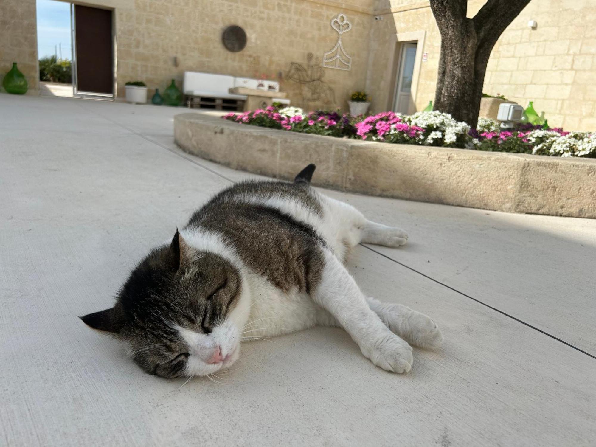 Masseria Spiga Гравина-ин-Пулья Экстерьер фото